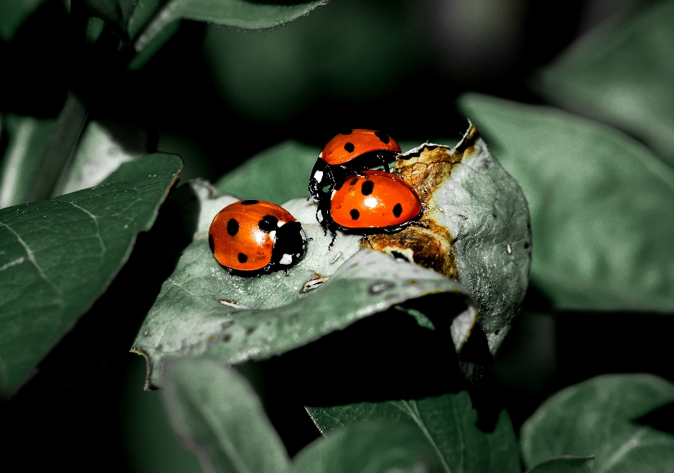 Ladybug plant insect arthropod