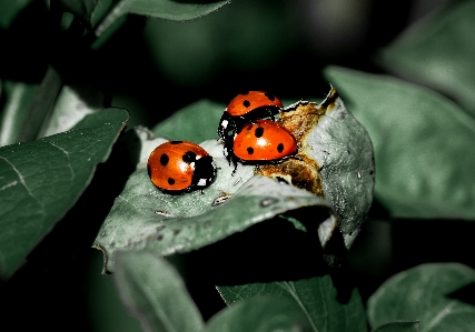 Ladybug plant insect arthropod Photo