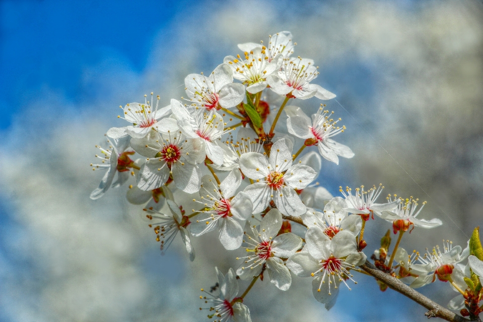 花 植物 天空 花瓣