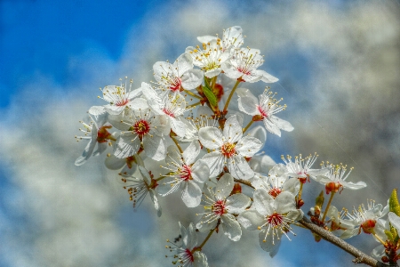 Blume anlage himmel blütenblatt Foto