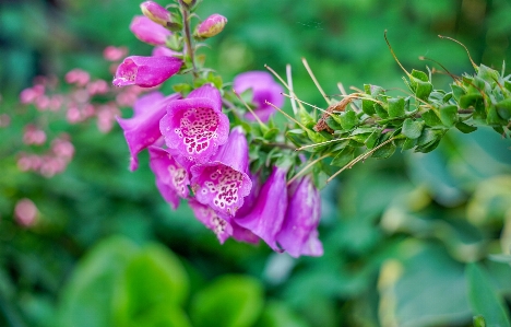 Flower plant petal digitalis Photo