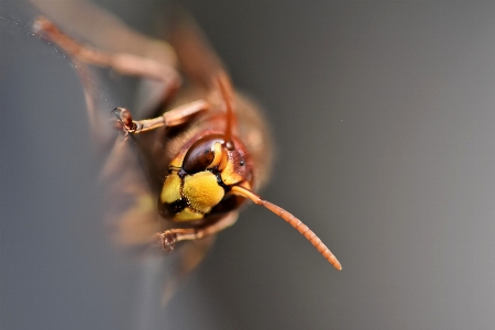 Animals insect eye arthropod Photo