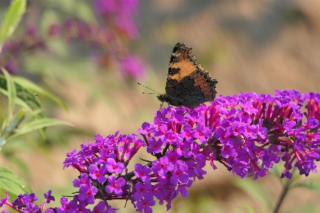 Natürlich blume anlage bestäuber
 Foto