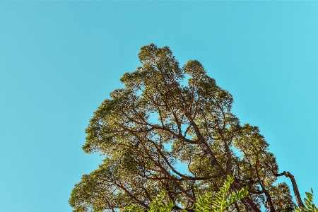 Foto Natural céu galho paisagem natural
