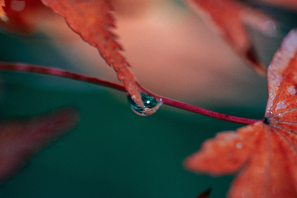 自然的 水 液体 植物