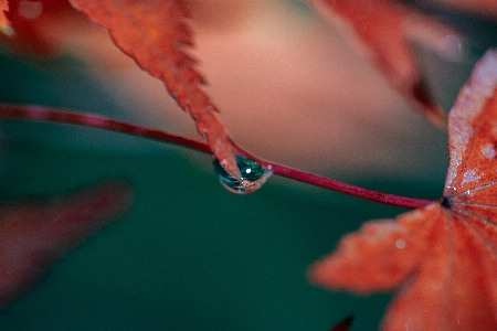 自然 水 液体 植物 写真