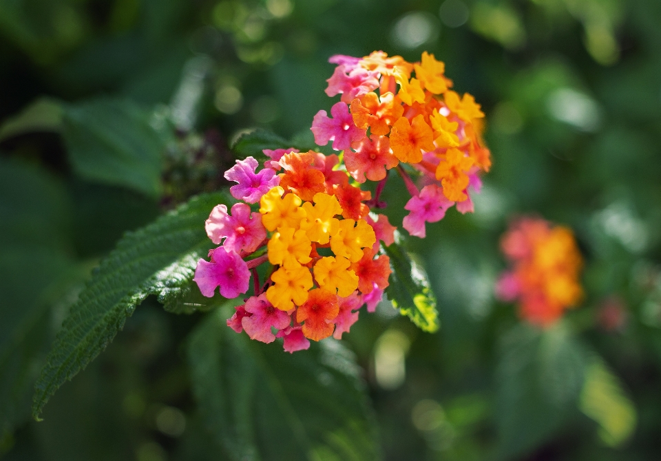 Lantana flower plant petal