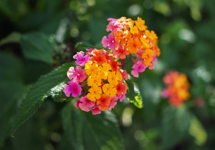 Lantana flower plant petal Photo