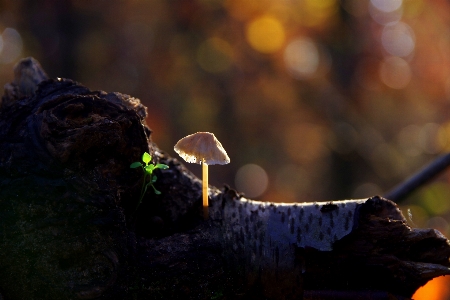 自然 植物 木 小枝 写真