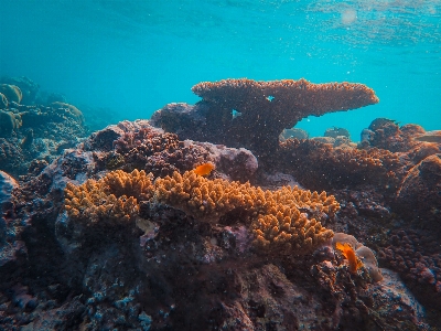 Sea water plant vertebrate Photo