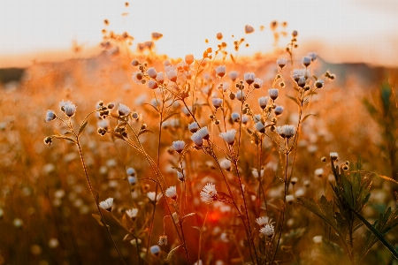 Flower sky plant ecoregion Photo