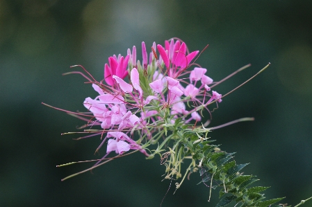 花 植物 花弁 陸上植物
 写真