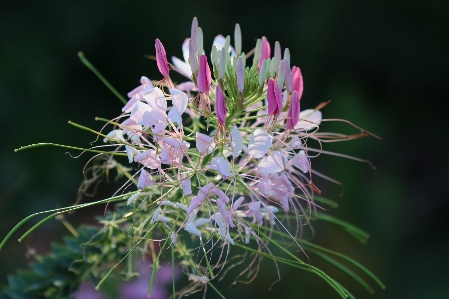 花 植物 花弁 陸上植物
 写真