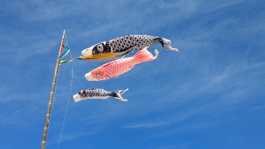 空 嘴 魚 植物 写真