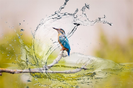 Bird branch twig liquid Photo