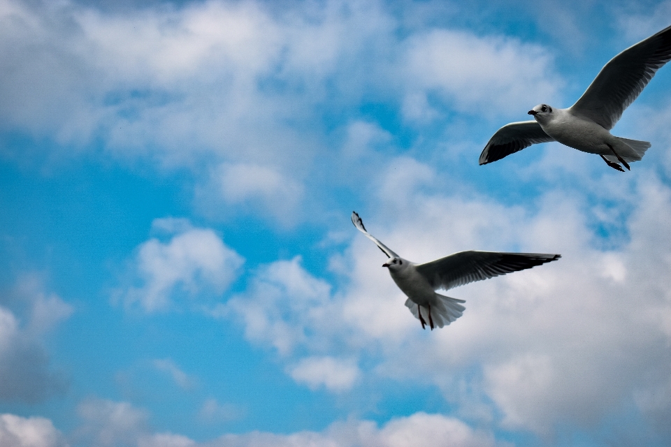 Oiseau nuage ciel le bec