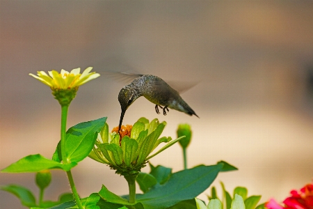 Bird flower plant pollinator Photo