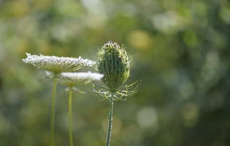 自然 花 植物 水 写真