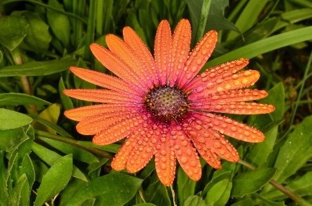 花 植物 葉 花弁 写真