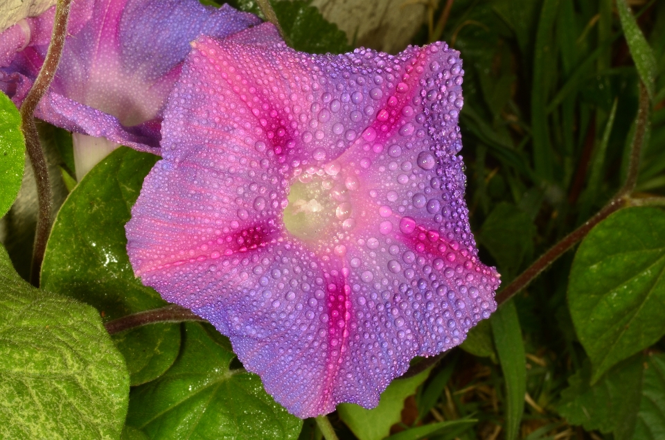 花 植物 植物学 紫色的