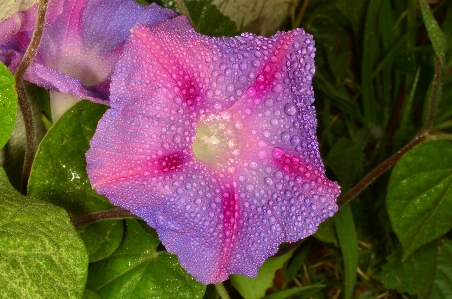 Flower plant botany purple Photo