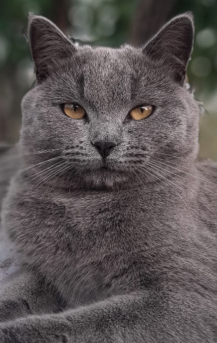 Şirin kedi
 gri bir hayvan portresi
 evcil