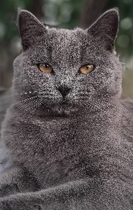 Foto Kucing lucu
 abu-abu
 potret binatang
 peliharaan