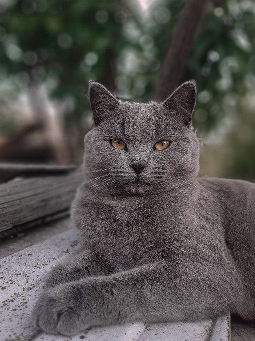 可爱的猫
 灰猫
 动物的肖像
 宠物