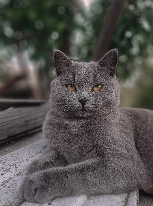 Foto Kucing lucu
 abu-abu
 potret binatang
 peliharaan