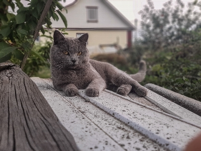 Foto Kucing lucu
 abu-abu
 potret binatang
 peliharaan