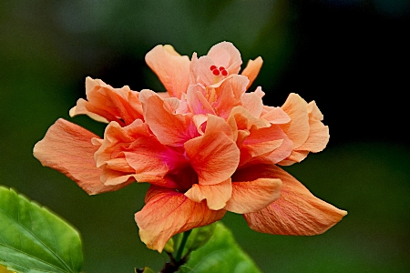 Blume anlage blütenblatt rosenfamilie
 Foto