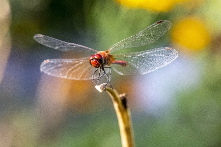 Natural insect arthropod dragonflies and damseflies Photo