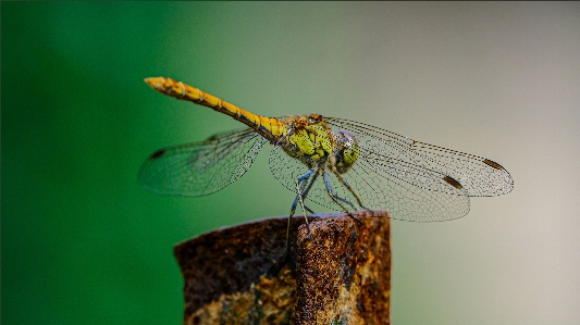 Photo Nature insecte
 écologie
 arthropode
