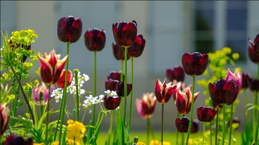 Flower plant petal natural landscape Photo