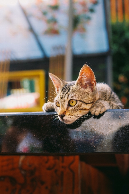 猫 窓 植物 子鹿
