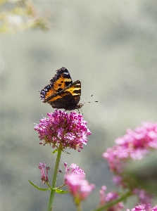 Foto Flor polinizador
 plantar borboleta