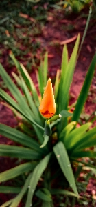 Natürlich blume anlage blütenblatt Foto