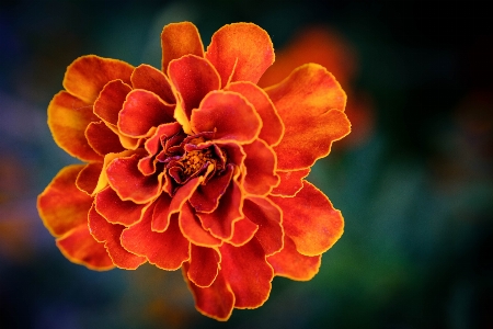 Flower plant petal orange Photo