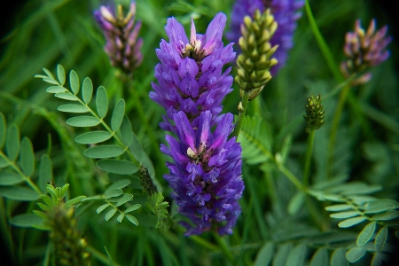 花 植物 植物学
 陸上植物
 写真