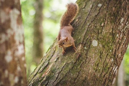 Animals plant eurasian red squirrel wood Photo