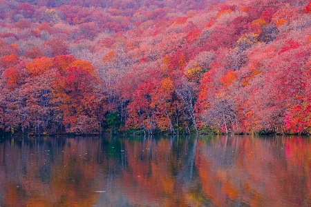 Tree water plant ecoregion Photo