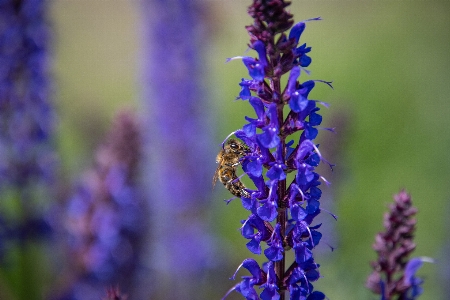 Natural flower plant insect Photo