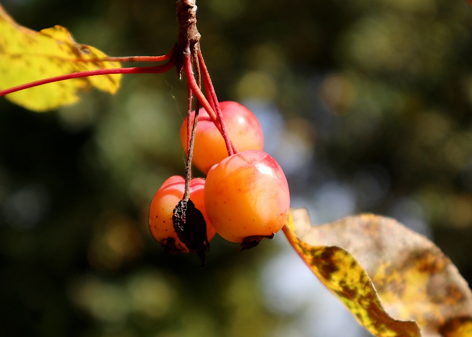 Natural plant fruit twig