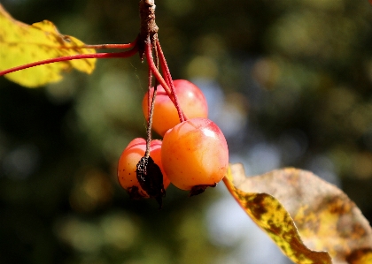 Foto Alami tanaman buah ranting