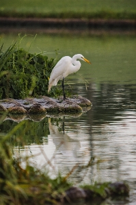 Nature water bird outdoors Photo