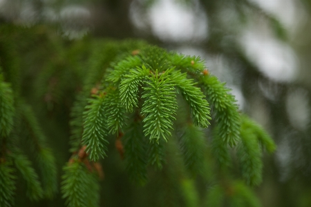 Natural plant terrestrial landscape Photo