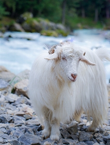 Tiere ziege landtier
 ziegenantilope
 Foto