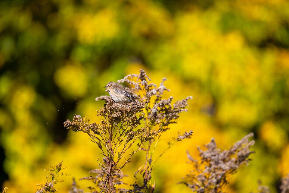 Naturale pianta fiore impollinatore
