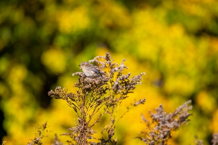 Natural plant flower pollinator Photo