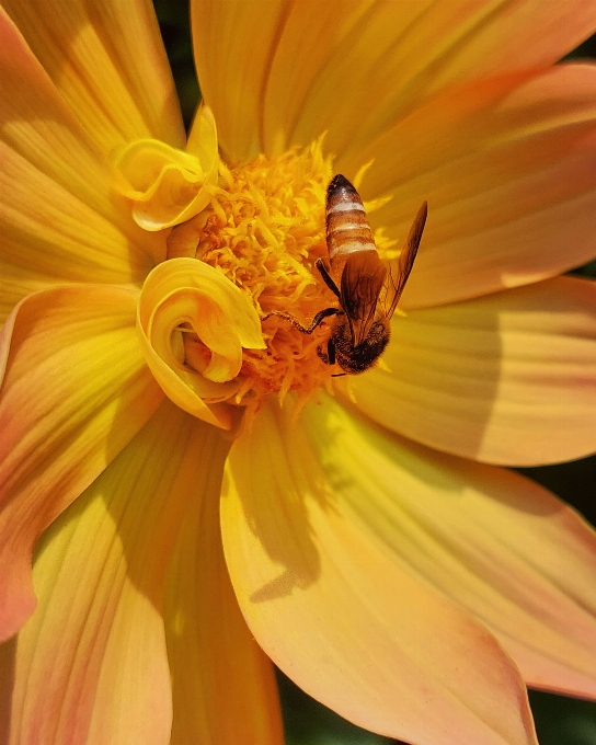 Naturel fleur pollinisateur
 usine